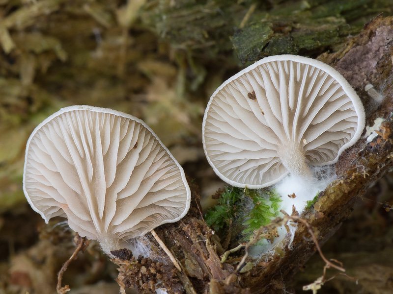 Entoloma byssisedum